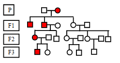 X-Linked-dominant-inheritance