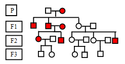 X linked recessive inheritance Chart