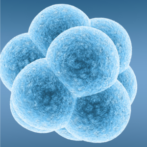 Embryo-Selection-in-IVF-1