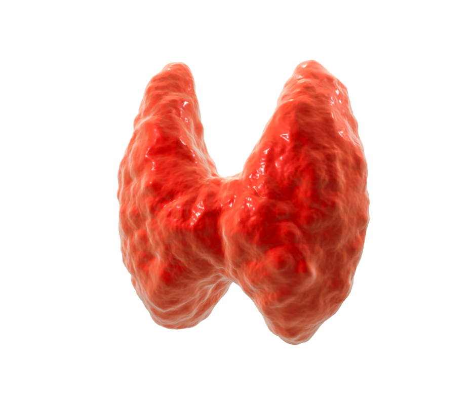 Thyroid-Dysfunction-during-Surgery1