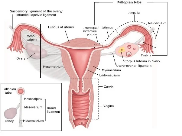 ectopic pregnancy clinical management