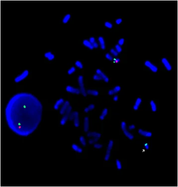 fluorescence in situ hybridization laboratory