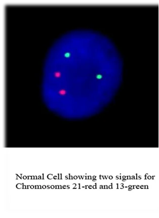 fluorescence in situ hybridization laboratory