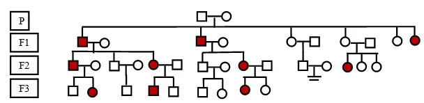 pedigree chart genetic assessment