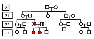 pedigree chart genetic assessment